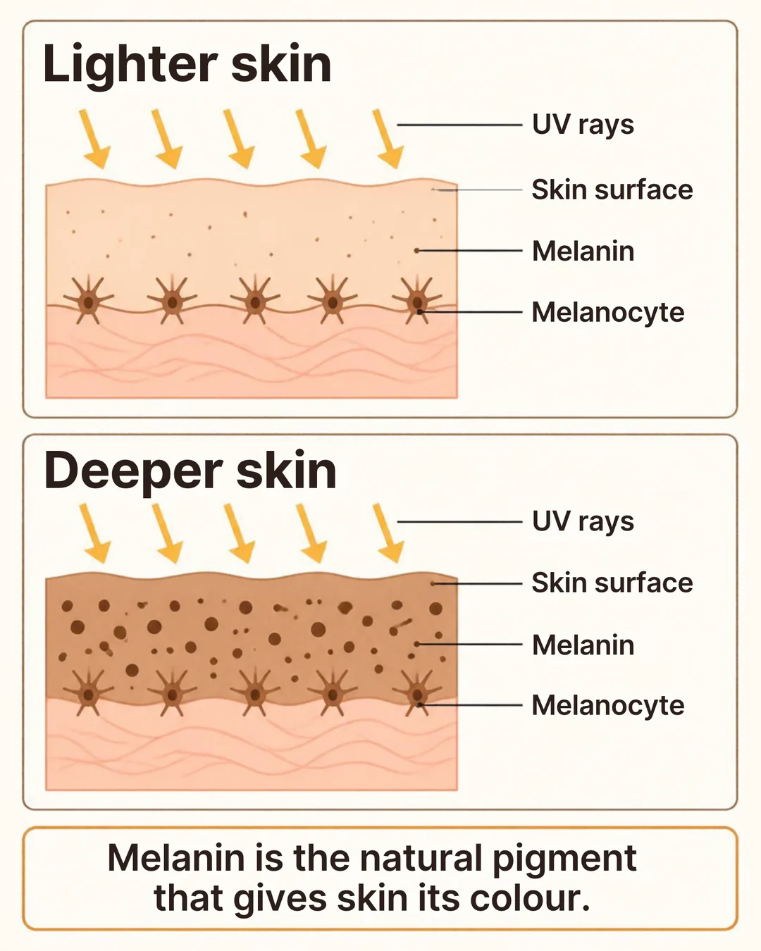 Diagram comparing melanocytes and melanin in lighter and deeper skin tones